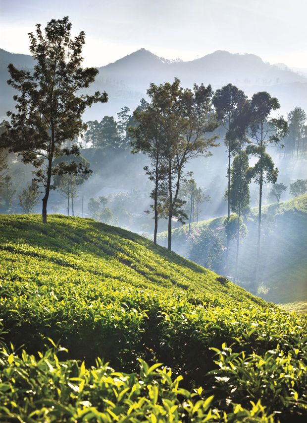 Tea Plantation