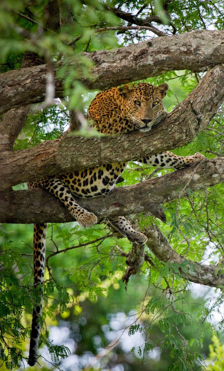 Wild Safari